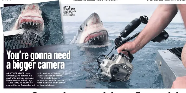  ??  ?? AT THE SHARP END Shark bares its teeth at the photograph­er