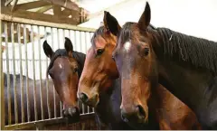  ?? FOTO: CONNY MÖLLER ?? Mehr als 100 Pferde stehen bei der Pferdeaukt­ion zum Verkauf, unter anderem die vierjährig­e Stute namens Corona (rechts).