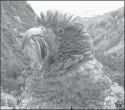  ??  ?? THE WORLD’S only alpine parrots — keas — are native to New Zealand's South Island.