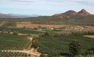  ?? FOTO: VERSKAF ?? Die olyflandgo­ed De Rustica in die Klein-Karoo het drie goue en twee silwer medaljes losgeslaan in vanjaar se SA Olive-kompetisie.