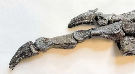  ?? MUSEU NACIONAL / EFE ?? Predador. Restos do animal que foram achados na Bacia do Araripe, no Ceará: corpo coberto por penas e carnívoro