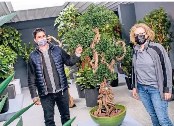  ?? FOTO: G. SALZBURG ?? Petar Budic und Ulla Neuenhaus mit einem Podocarpus Bonsai im großen Ausstellun­gsraum der Bella Planta Kunstpflan­zen GmbH an der Neusser Straße. Die Bäume sehen täuschend aus.