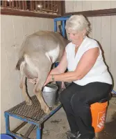  ??  ?? Sandy Larocque of Triple C farms milks one of her stock during a break in the show.