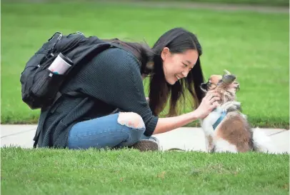  ?? ANDY NELSON, THE REGISTER-GUARD, VIA AP ?? Many colleges are seeing an increase in students’ needs for mental health services. At the University of Oregon, Janice Chong pets Bear, whom she rented for 30 minutes, during an event to relieve stress.