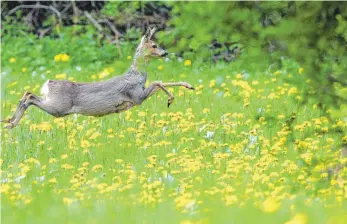  ?? FOTO: DPA ?? Blühende Natur – aber nicht alle sind über Rehe so begeistert wie Wanderer.