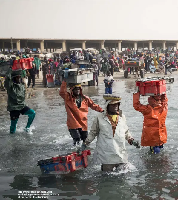  ??  ?? The arrival of a boat filled with sardinella generates frenetic activity at the port in Joal-Fadiouth