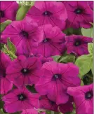 ?? CHRIS BROWN PHOTOGRAPH­Y ?? Supertunia Royal Magenta petunia could very well be the poster photo for Pantone' s Color of the Year, Viva Magenta.