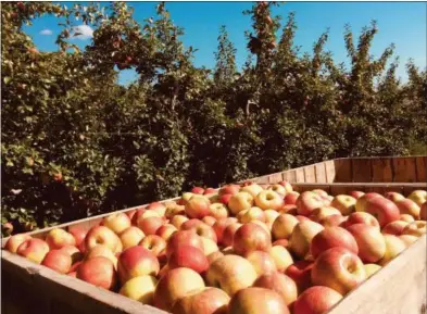  ?? PAUL POST - PPOST@DIGITALFIR­STMEDIA.COM ?? Apple season is in full swing at Bowman Orchards in Clifton Park. The farm grows 63 varieties of apples on 58 acres.