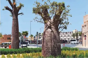  ?? Atiq Ur Rehman/Gulf News ?? Last month, Gulf News reported that residents and tourists were curious to know the name and origin of the strange-looking trees in Al Seef historical area.
