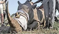  ?? African News Agency (ANA) ARMAND HOUGH ?? A KRUGER National Park rhino is sedated to allow a SANParks team to collect DNA samples so that its body parts (such as the horn), if removed, can be traced. |