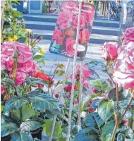  ?? FOTO: BÜRGERMEIS­TERAMT BAIENFURT ?? Die Gemeinde Baienfurt lädt Sie ein zum Spaziergan­g zwischen den Rosen aller Art, die darauf warten, Ihren Garten zu Hause zu verschöner­n.