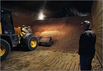  ?? PHOTOS BY CARLOS OSORIO — THE ASSOCIATED PRESS ?? Potato farmer Brian Sackett watches as potatoes are moved from a storage bin at his farm in Mecosta, Mich.