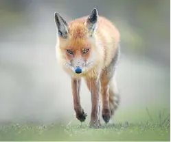  ?? Picture: Getty Images. ?? A vote on overturnin­g the fox-hunting ban may be in the offing.