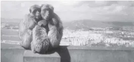  ?? Foto: CSN-Archiv ?? Affenliebe: Bei Gibraltar war Afrika einst mit dem europäisch­en Kontinent verbunden.