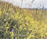  ?? ?? Lady’s bedstraw on the Trundle