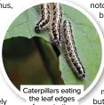  ?? ?? Caterpilla­rs eating the leaf edges of a nasturtium