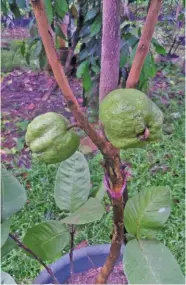  ??  ?? Seedless guava.