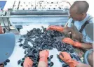  ??  ?? The mussels are sorted while still on the boat. Crew members look for defects such as cracks and holes in the mussels before packaging.