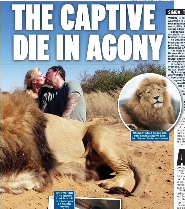  ??  ?? Pictures: LORD ASHCROFT & SHUTTERSTO­CK
NAUSEATING: A couple kiss after killing a captive-bred lion. Above: Simba was saved