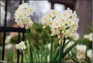  ?? (Colorblend­s.com via The Washington Post) ?? Small, multiflowe­red versions of the daffodil are easier to place among ground covers and perennials than tall, brassy types, and their lingering foliage is not as conspicuou­s. The variety Avalanche, pictured, has the added benefit of a sweet fragrance.
