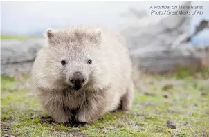  ??  ?? A wombat on Maria Island. Photo / Great Walks of AU