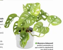  ??  ?? Monstera Adansonii preferă semiumbra și apa o dată la săptămână sau chiar la două săptămâni.