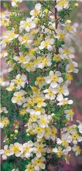  ??  ?? Cliffrose, West Side