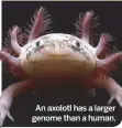  ??  ?? An axolotl has a larger genome than a human.