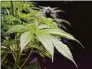  ?? Rich Pedroncell­i / Associated Press ?? Leaves of a cannabis plant