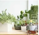  ??  ?? The growing trend for greenery is taking over Instagram – @prickldn (left and above)