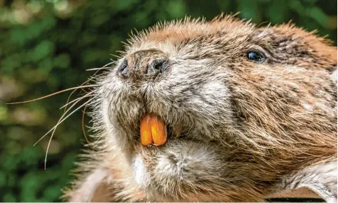  ?? Foto: Ralf Lienert ?? Naturschüt­zer, Jäger und der Bauernverb­and sind sich einig: Einem „Problembib­er“rückt man am besten mit der Falle auf den Pelz. Nichtsdest­otrotz wird von einzelnen Kom munen oder Geschädigt­en immer wieder ein Abschuss gefordert.