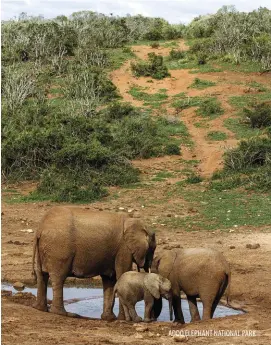  ?? ?? ADDO ELEPHANT NATIONAL PARK