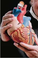  ?? FOTO: DPA ?? Ein Mann hält ein Modell eines menschlich­en Herzens in den Händen.