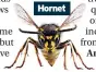  ?? ?? Hornet