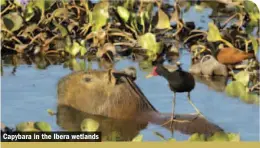  ??  ?? Capybara in the Ibera wetlands