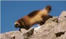  ?? Photograph: Natural Visions/Alamy Stock Photo ?? A wolverine walks along rocks in Montana.