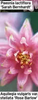  ?? ?? Paeonia lactiflora ‘Sarah Bernhardt’
Aquilegia vulgaris var. stellata ‘Rose Barlow’