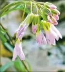  ?? Bob Batz Jr./Post-Gazette ?? A cutleaf toothwort.