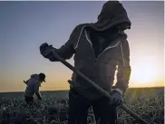  ?? MATT BLACK THE NEW YORK TIMES ?? Farmworker­s remove weeds from an onion field in March 2014 near Stratford, Calif. Highly educated immigrants are good for the economy, but so are less skilled workers, economists say.