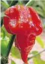  ??  ?? The Trinidad Scorpion contains super-high levels of
capsaicino­ids.