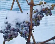  ?? AP FILE ?? FROZEN OUT: Snow-covered grapes hang in a vineyard near Freyburg, Germany, in 2009. A warm winter means that for the first time Germany’s vineyards will produce no ice wine — a prized vintage made from grapes that have been left to freeze on the vine.