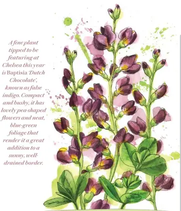  ??  ?? A fine plant tipped to be featuring at Chelsea this year is Baptisia ‘Dutch Chocolate’, known as false indigo. Compact and bushy, it has lovely pea-shaped flowers and neat, blue-green foliage that render it a great addition to a sunny, welldraine­d border.