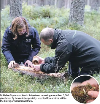  ?? ?? Dr Helen Taylor and Kevin Robertson releasing more than 3,500 pine hoverfly larvae into specially-selected forest sites within the Cairngorms National Park.