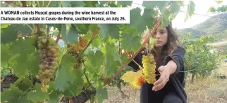  ??  ?? A WOMAN collects Muscat grapes during the wine harvest at the Chateau de Jau estate in Cases-de-Pene, southern France, on July 26.