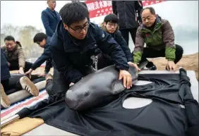  ?? ZHAN JUN / FOR CHINA DAILY ?? A worker tends a Yangtze finless porpoise at a national nature reserve in Tongling, Anhui, before the mammal leaves for a new home in Hubei province.