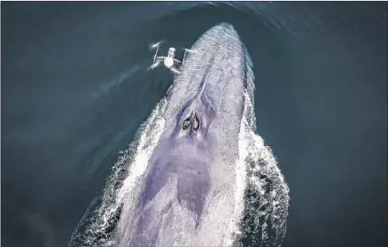  ?? National Geographic ?? SCIENTISTS from Ocean Alliance collect a snot sample from a blue whale. The team is developing drone technology to get samples.