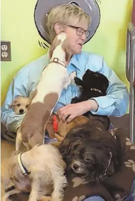  ?? COURTESY PHOTOS ?? RECUPERATI­NG PUPS: Julio Rivera, bottom right, is facing several counts of cruelty to animals after 14 dogs were saved from a foul Holyoke apartment. The dogs are being nursed back to health at a Springfiel­d adoption center, above, below and right.