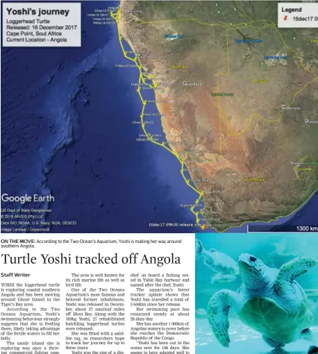  ?? Picture: Cindy Waxa/African News Agency (ANA) ?? ON THE MOVE: According to the Two Ocean’s Aquarium, Yoshi is making her way around southern Angola. GOING SWIMMINGLY: Yoshi the loggerhead turtle.