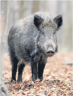  ?? Picture: Volodymyr Burdyak. ?? Wild boar are often viewed as a pest by many in the farming industry.