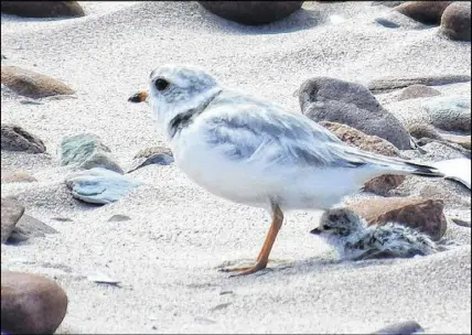  ?? PARKS CANADA vIA CP ?? A pair of endangered piping plovers, like the one seen here, whose eggs were threatened by the tide at a P.E.I. beach had an unlikely saviour — a pizza pan.